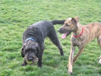 Henry and Maisy